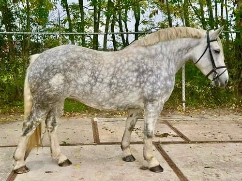 Bild av Härligt vackert sto 160 cm✨