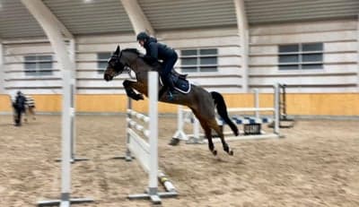 Post 2 of Belgian Sport Horse with title Super fin Twilight för haking förra helgen 😍