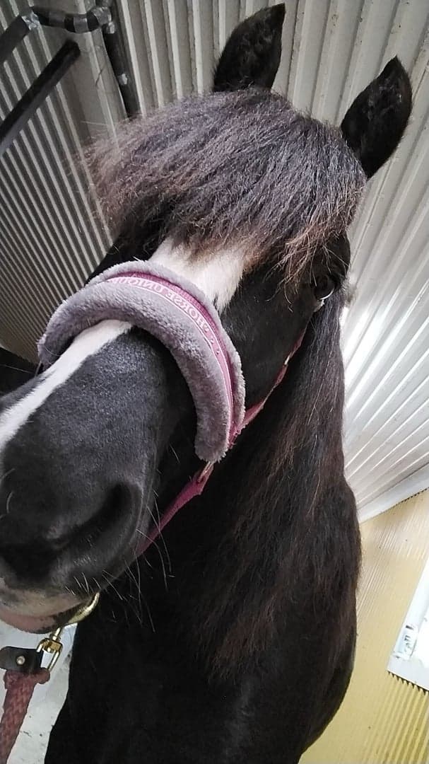 Bild 1 av Midgårds Viking