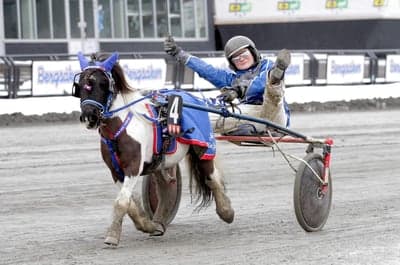 Inlägg 105 av Trav med titeln Ponnytrav 