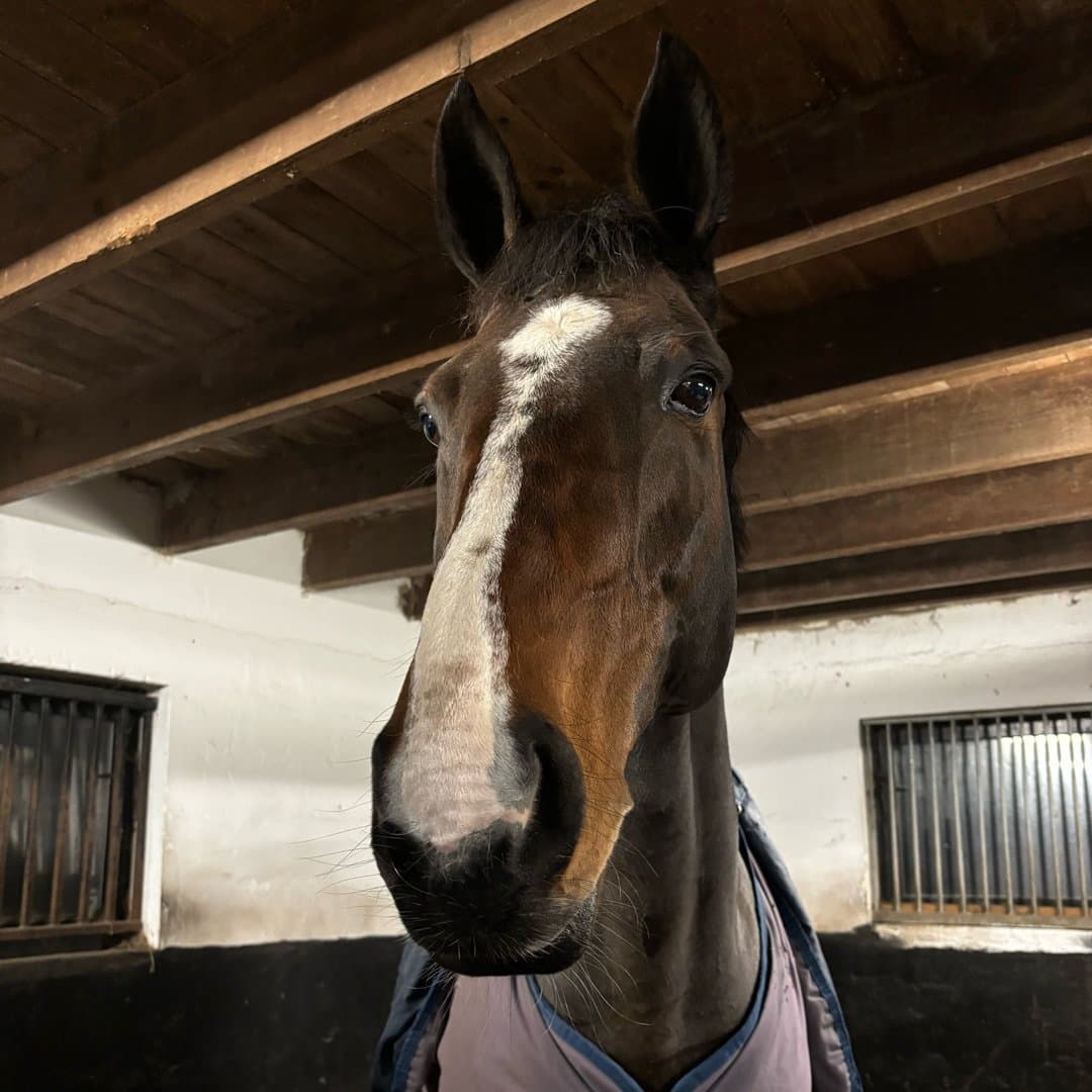 Bild 1 av Glorious Mint (SWB)