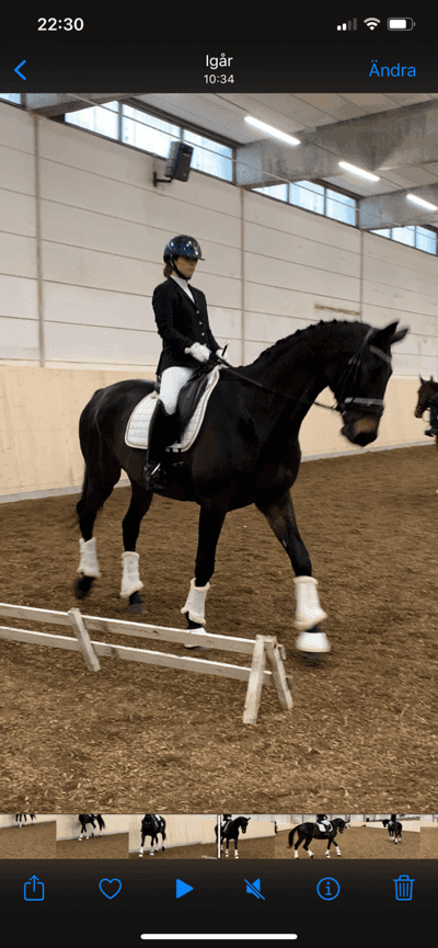 Inlägg 12 av Varmblodig ridhäst