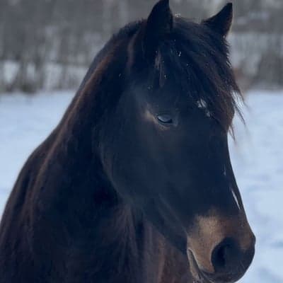Min Lilla Dalkulla