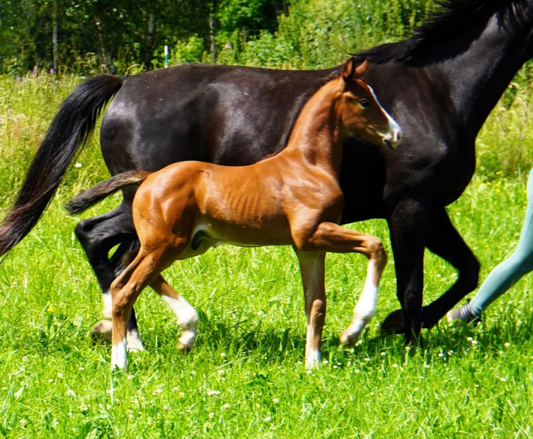 Image 1 of Djonte LVST