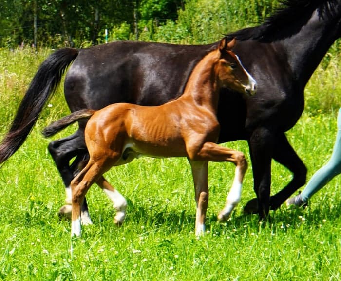 Media 1 of Djonte LVST