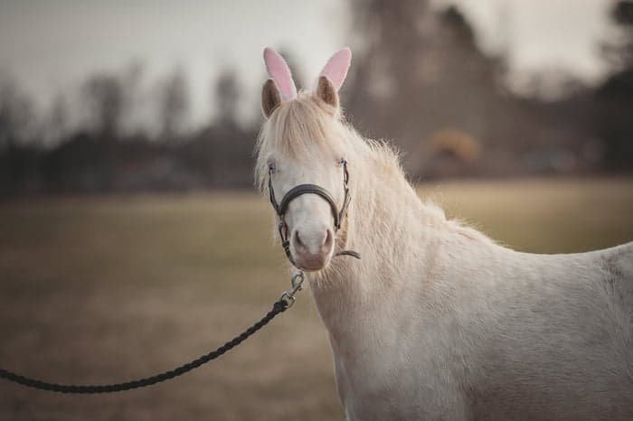 Media 10 av Call Me Little Sunshine