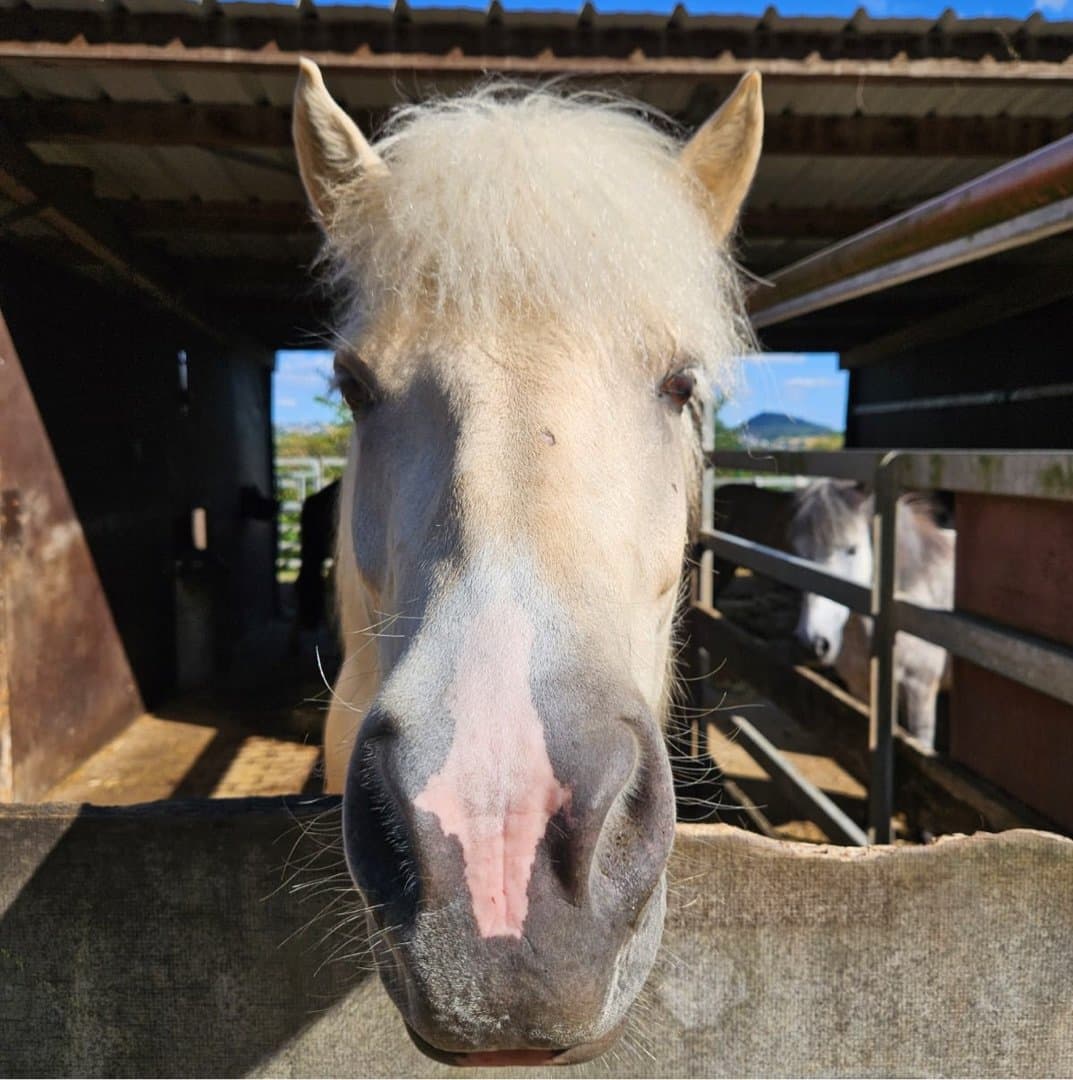Bild 1 av Randalin vom Auchert
