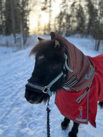 Inlägg 105 av Galopp med titeln Imorgon åker vi äntligen in till Friends Arena🤗🤗