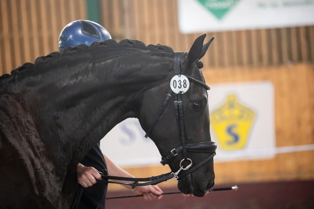 Bild 1 av Seraphina Liberty