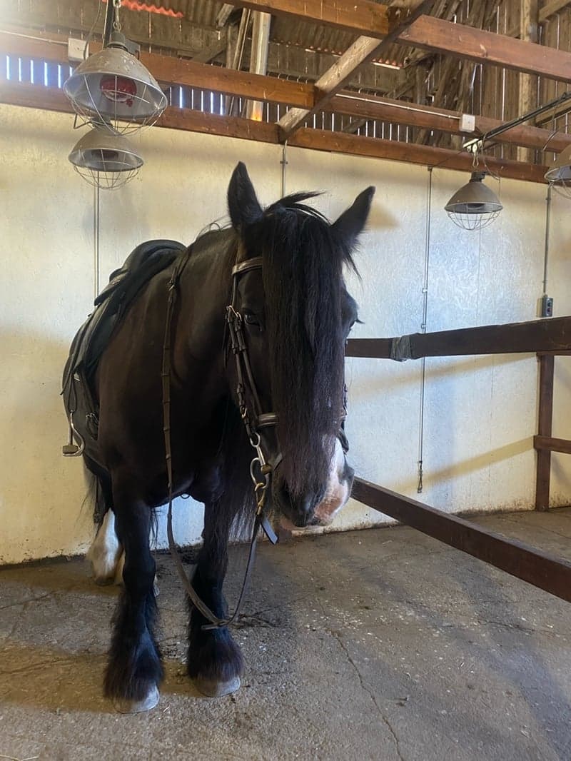 Bild 3 av Blackie