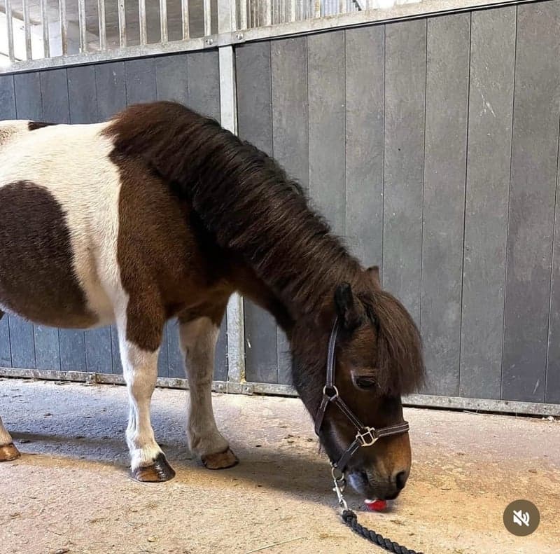 Bild 3 av Supersöt mini!