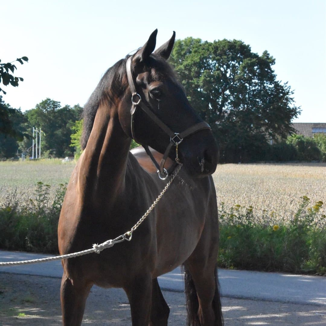Bild 1 av placeholder text