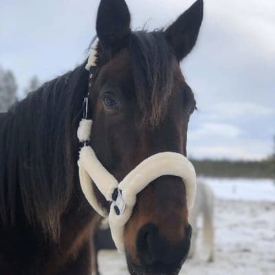 Mr Pine Chip - Princess November