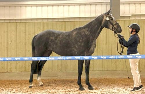 Bild av SWB-sto för hoppning