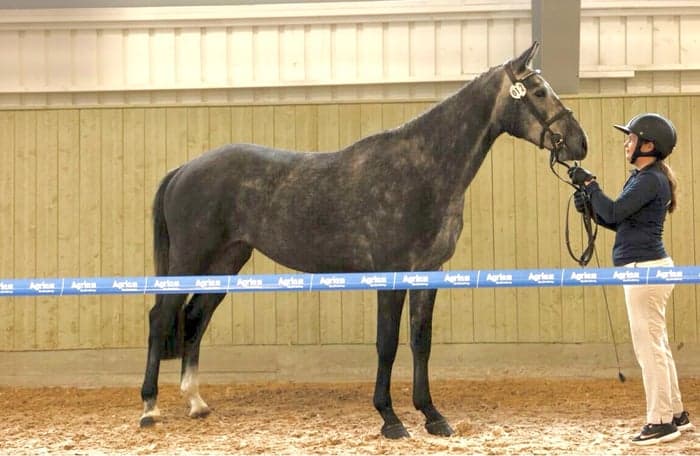 Media 4 av Panamera E