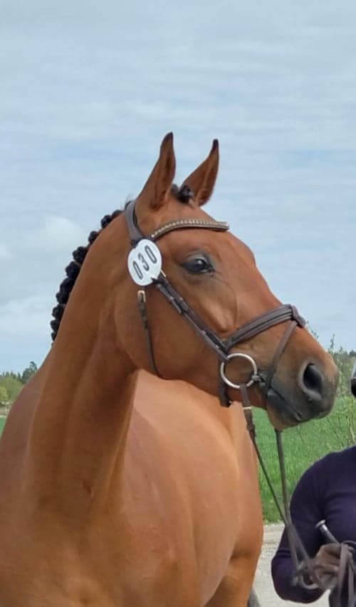Image of Sto till fälttävlan 