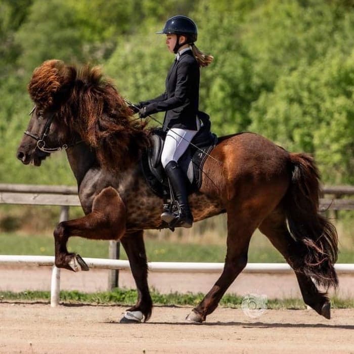 Media 1 av Björgúlfur frá Mosfellsbæ