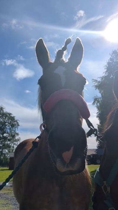 Post 9 of North Swedish Horse with title Även uddlex som fick prova ha en fantastisk ryttare på sig🫶💯#stellaaa