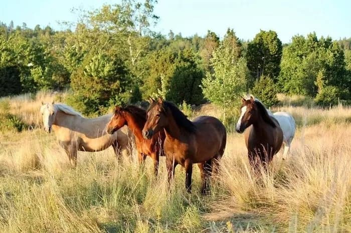 Bild 1 av Hyr en sommarhäst eller ponny