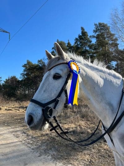 Inlägg 313 av Hoppning med titeln Hopptävling flyinge 