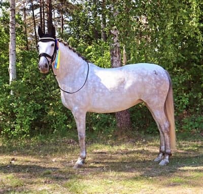 Inlägg 78 av Allround