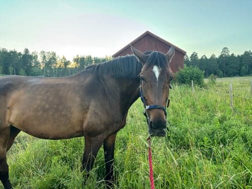 Bild av Tävling- eller träningskompis