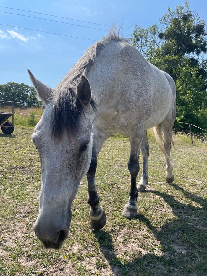 Media 1 av Free Spirit