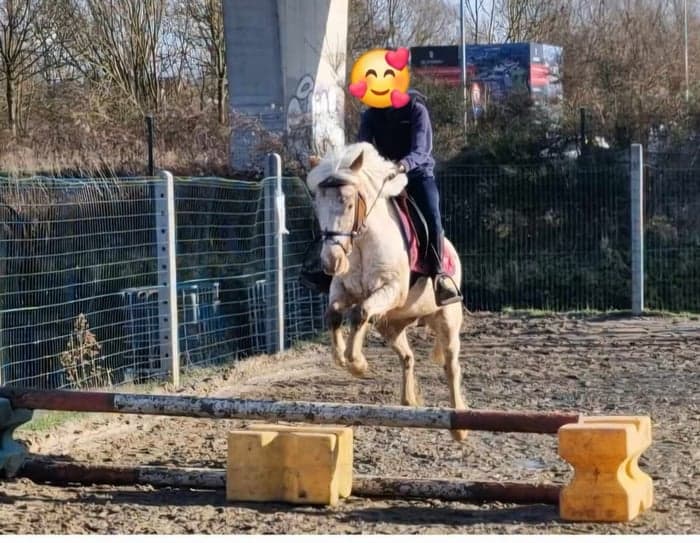 Media 3 av Tryggt B-ponnysto