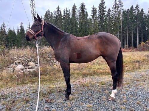 Image of Hoppglad tjej söker Hoppglad ryttare