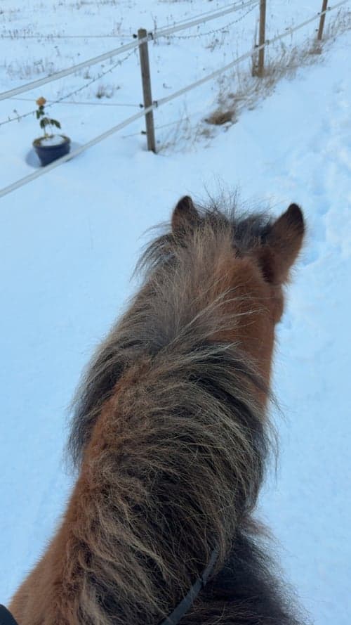 Bild av Unghäst med 5 trevliga gångarter