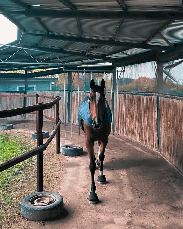 Media 2 av Problemlösning & rehab - vi hjälper hästar med utmaningar 