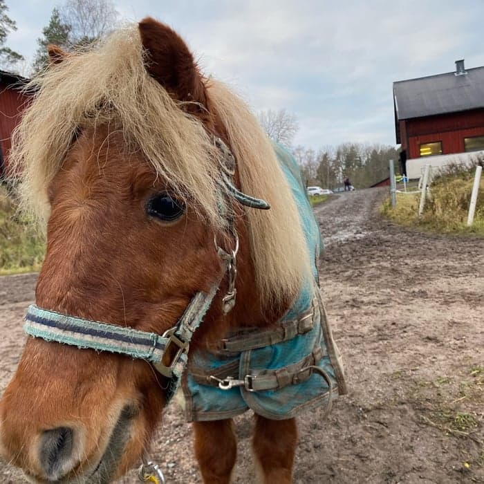Media 1 av Moritz von tobbenhof