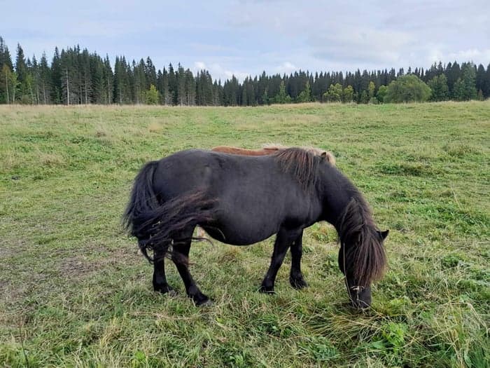 Media 2 av Nordanåkers Diana