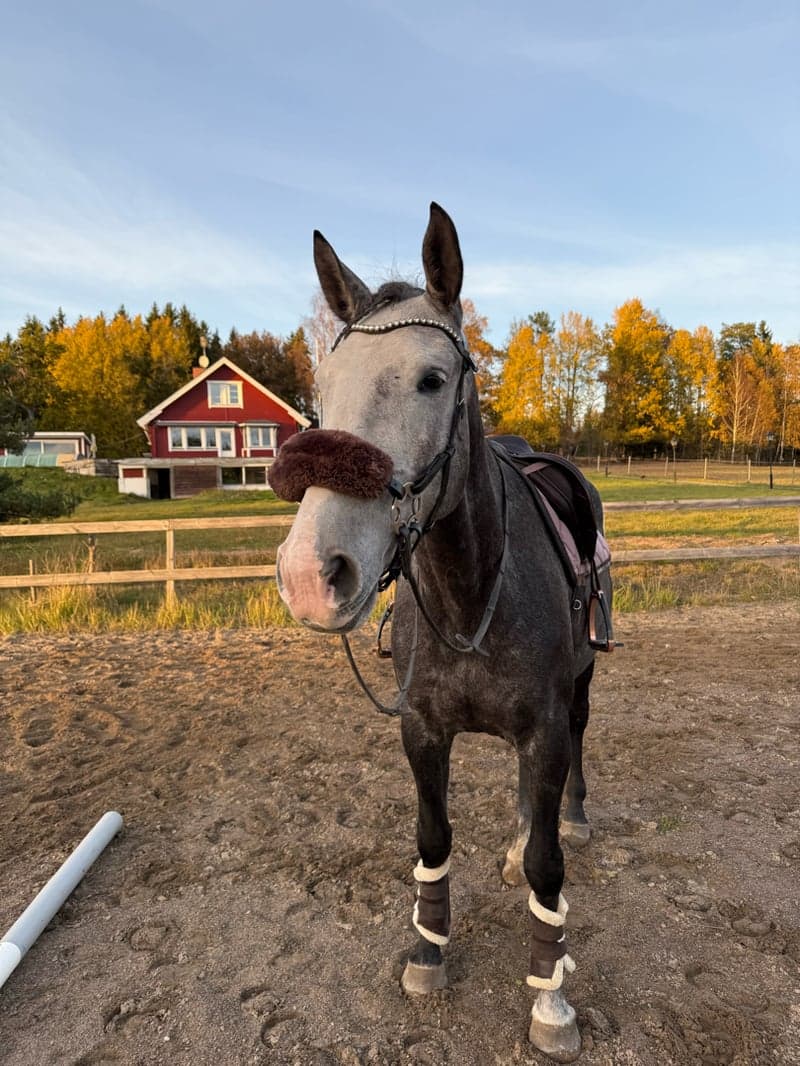 Image 3 of Piri Piri