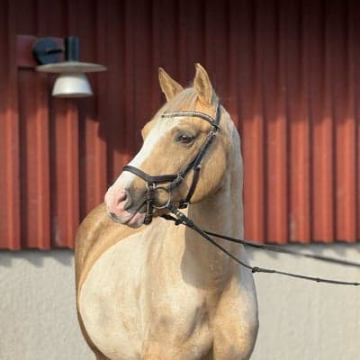 Rappenbergs Matchball