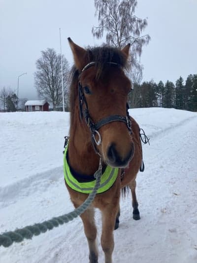 Inlägg 20 av Ponnytrav med titeln Panthis
