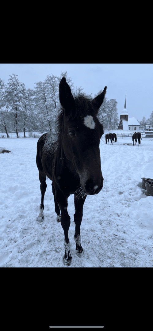 Bild 2 av Angeleyes TBT (F.1) (SWB)