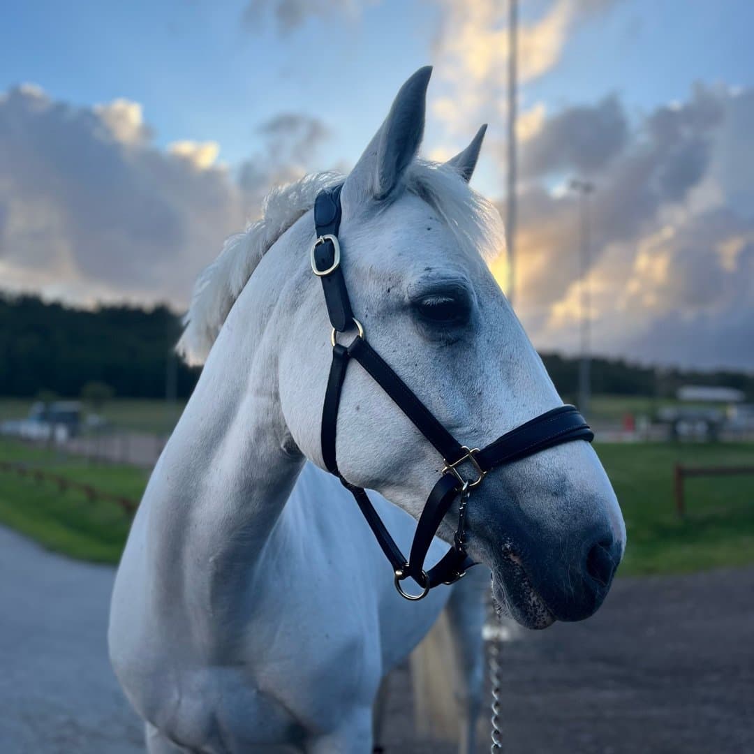 Bild 1 av Kildromin Áine