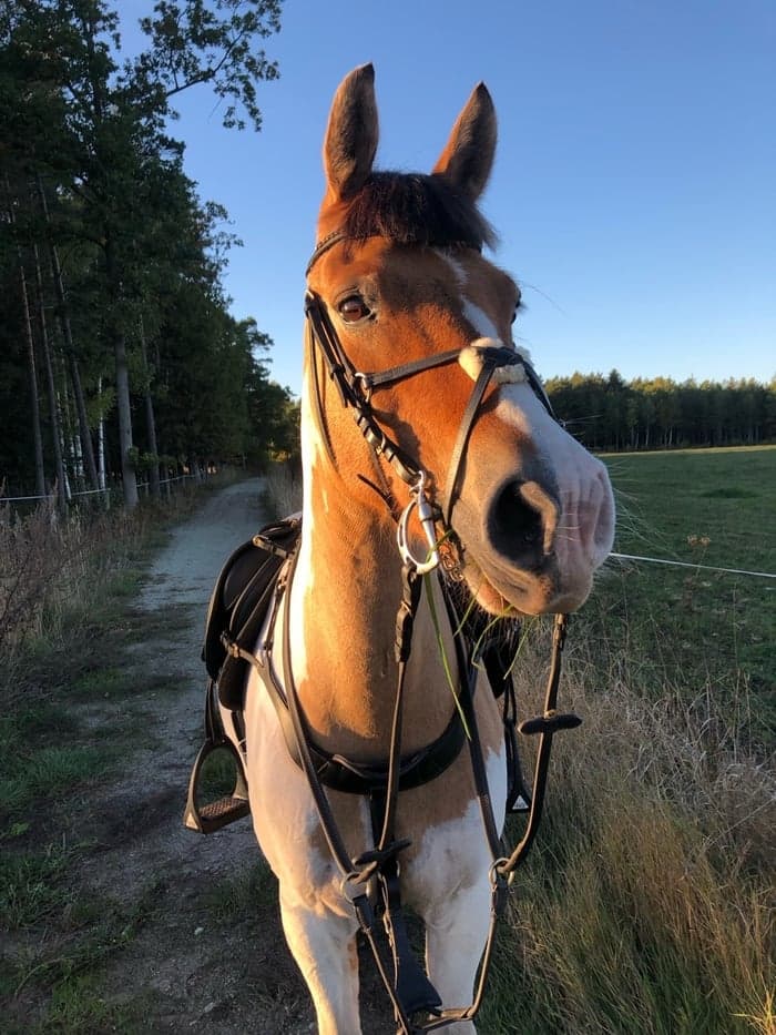 Media 1 av My sweet dancing peanut