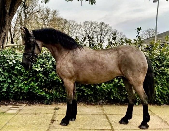 Media 2 av Frieser sto