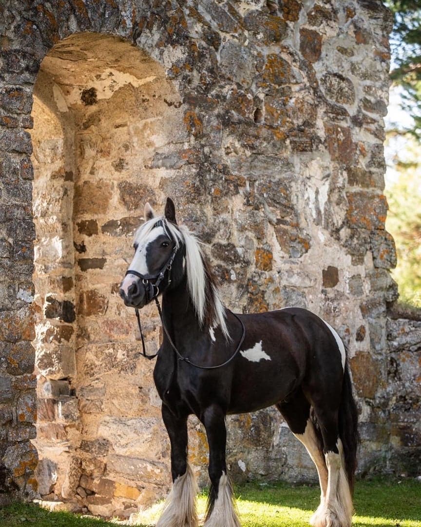 Image 1 of Irish Gouwernor Playboy