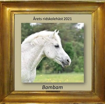 Årets ridskolehäst