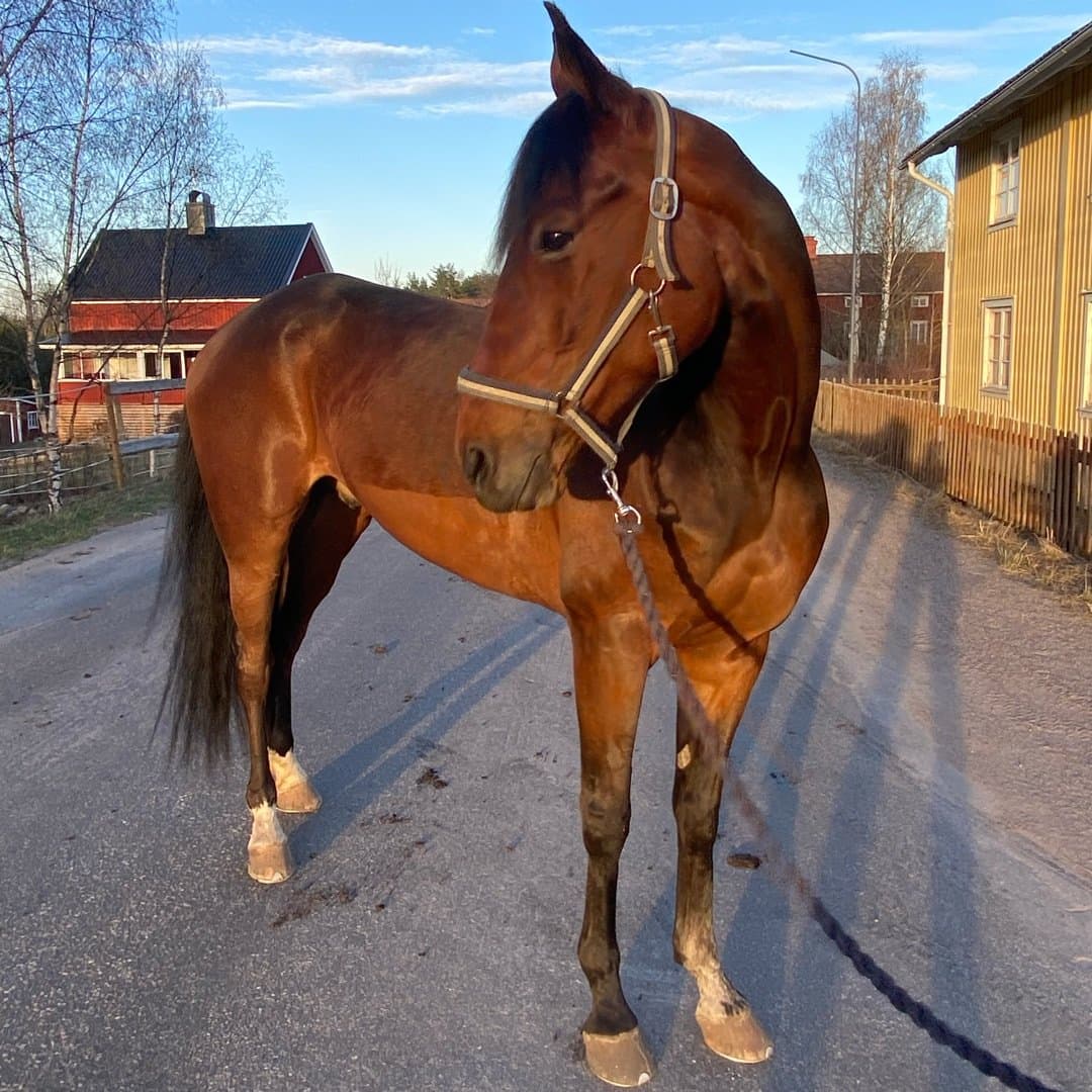 Bild 1 av I will survive(wille)