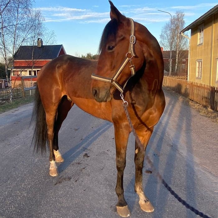 Media 1 av I will survive(wille)