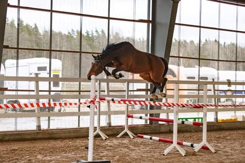 Bild av Chans!!! 6årigt sto med mycket fin stam!