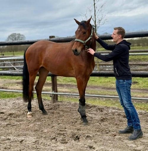 Image of Ett mycket lovande, oinriden 3-årigt sto med fantastisk karaktär