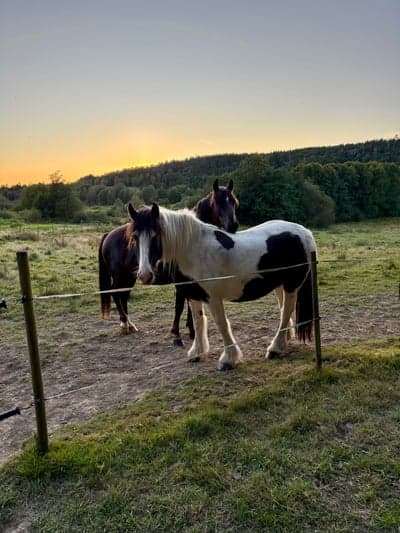 Inlägg 7 av New Forest med titeln 💛🌅 💛