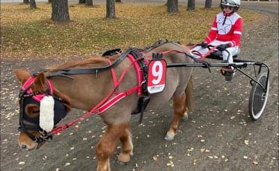 Inlägg 73 av Trav med titeln 5-årsmästerskapet💪❤️