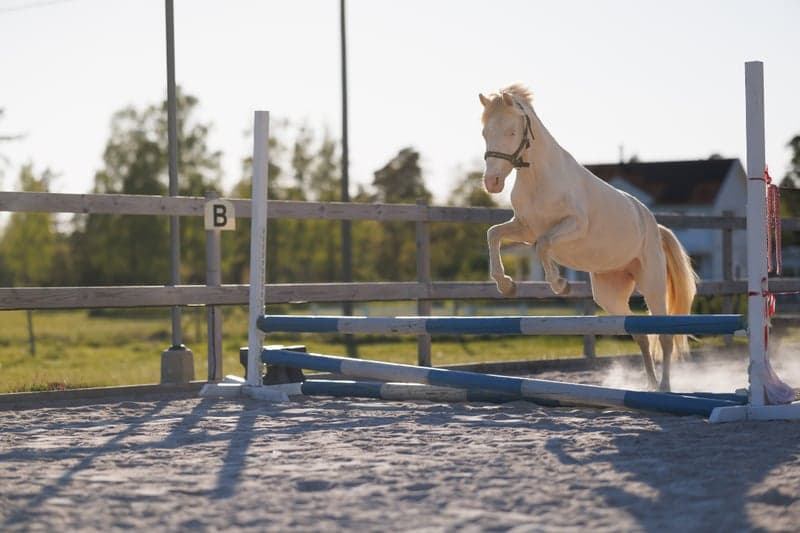 Bild 2 av Framtidsponny med ovanligt färganlag