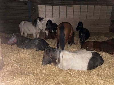 Inlägg 7 av Welsh Partbred med titeln Chillar